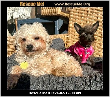 Yorkshire terrier hot sale rescue southern california