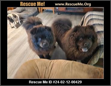 Chow rescue best sale near me