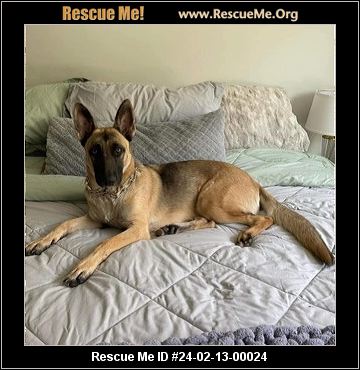 Rescue me sale belgian malinois