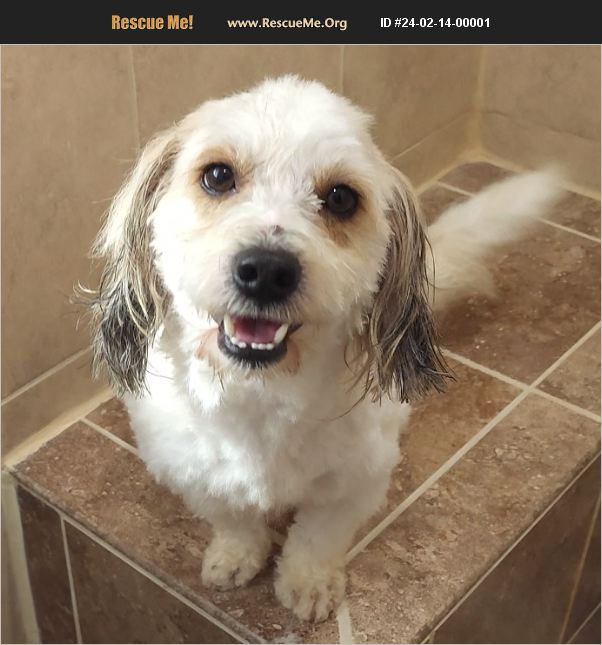 ADOPT 24021400001 Lhasa Apso Rescue Pasadena, TX