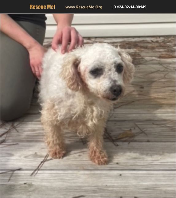 Adopt Bichon Frise Rescue Dukes County Ma