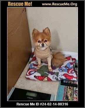 Pomeranian for outlet adoption