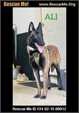 Malinois rescue 2024 near me