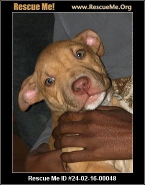 - Virginia Dog Rescue - ADOPTIONS - Rescue Me!