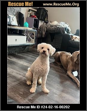 La hot sale poodle rescue