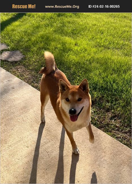 ADOPT 24021600265 ~ Shiba Inu Rescue ~ Heavener, OK