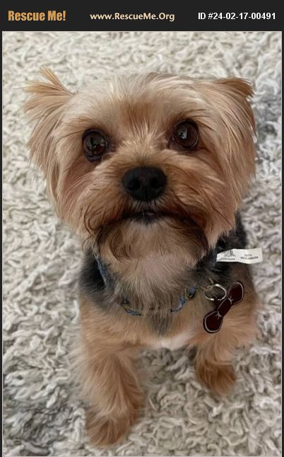 ADOPT 24021700491 ~ Yorkie Rescue ~ Asheville, NC