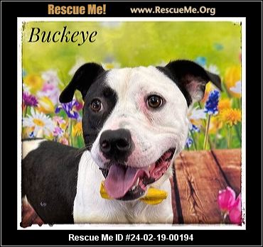 Buckeye bull best sale terrier rescue