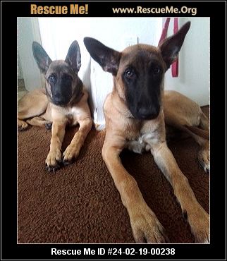 Belgian malinois rescue northern hot sale california