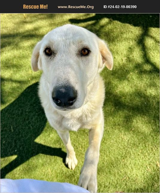 ADOPT 24021900390 Great Pyrenees Rescue Queen Creek, AZ
