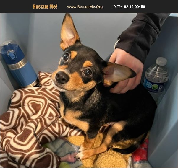 ADOPT 24021900450 Chihuahua Rescue San Jose, CA