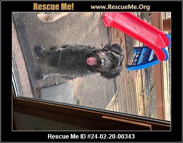 - Washington Poodle Rescue - ADOPTIONS - Rescue Me!