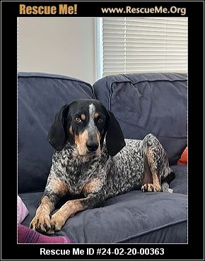 Bluetick coonhound deals rescue near me