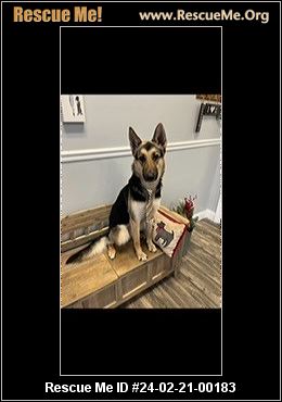 German shepherd 2024 rescue wny