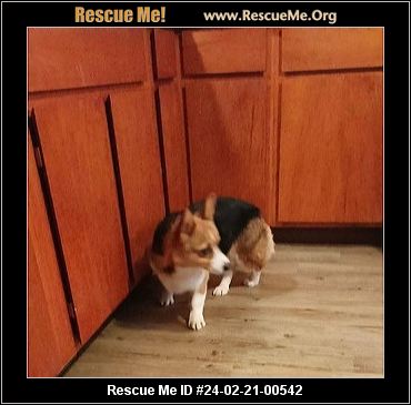 Rescue store me corgi