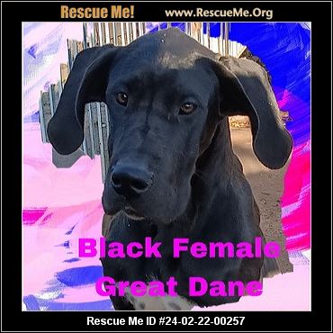 Rescue me sales great dane