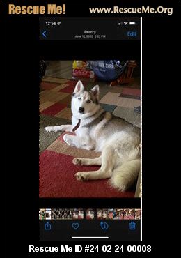 Arkansas Siberian Husky Rescue ADOPTIONS Rescue Me