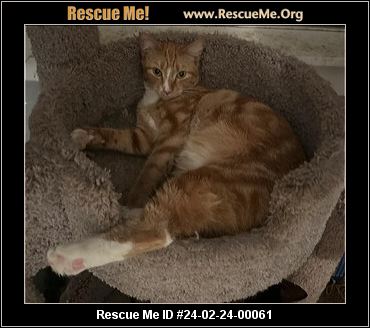 Bobtail rescue new arrivals