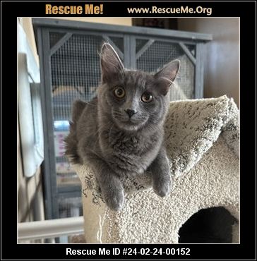Russian top blue california