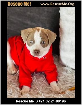 Neo top lab rescue