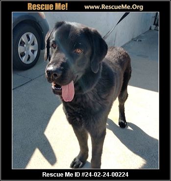 Rescue best sale me newfoundland