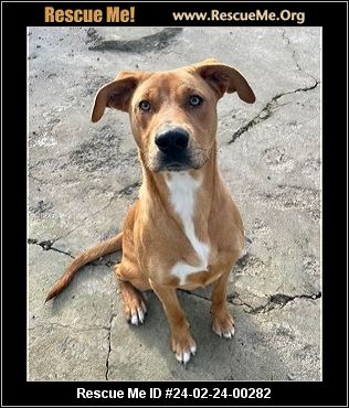 Rhodesian rescue online