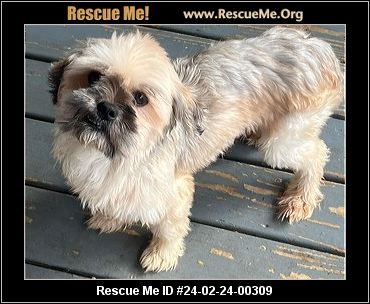 New Jersey Havanese Rescue ADOPTIONS Rescue Me