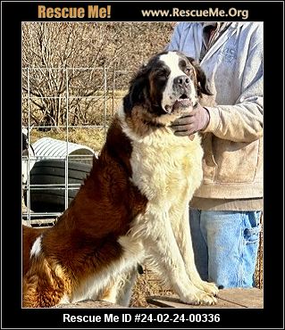 St bernard rescue sales midwest
