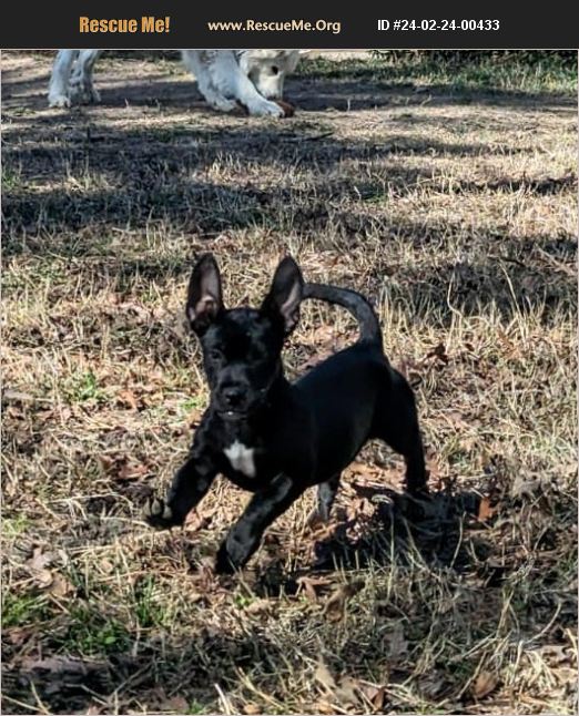 ADOPT 24022400433 Dachshund Rescue Virginia Beach, VA