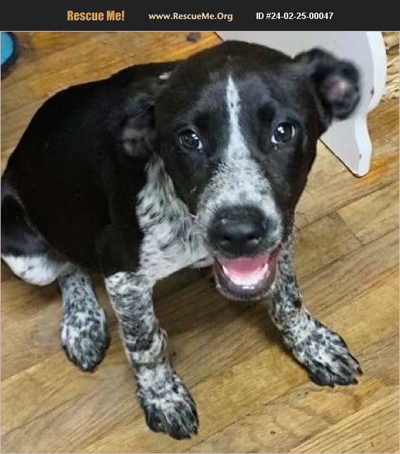 ADOPT 24022500047 Australian Cattle Dog Rescue , FL