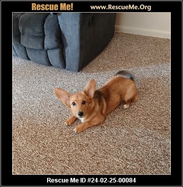 Rescue best sale me corgi