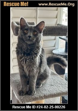 Russian blue hot sale california