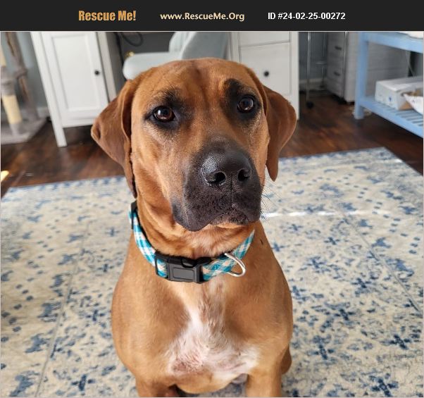 ADOPT 24022500272 Rhodesian Ridgeback Rescue Gastonia, NC