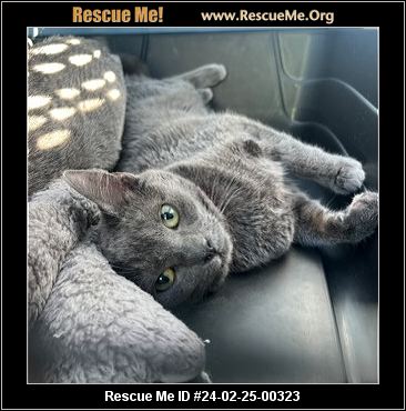 Russian blue hot sale rescue