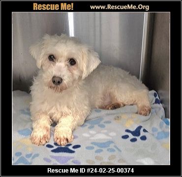 Havanese clearance rescue me