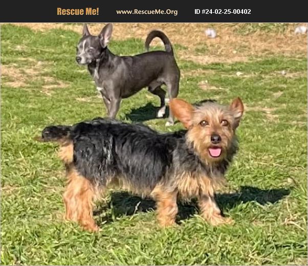 ADOPT 24022500402 Yorkie Rescue Lorena TX