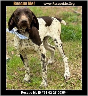 Pointer rescue best sale near me