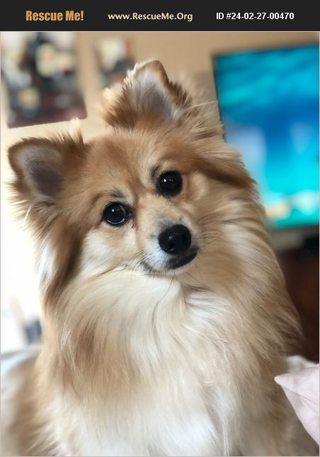 Adopt Pomeranian Rescue Noblesville In