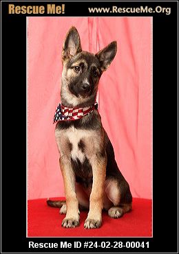 Miniature german hot sale shepherd rescue