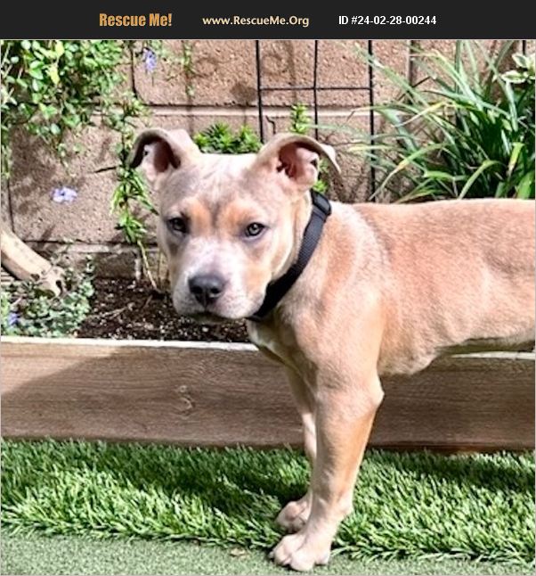 ADOPT 24022800244 American Staffordshire Terrier Rescue San Juan Capistrano, CA