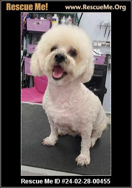 Rescue me best sale bichon frise