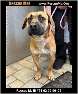 Black mouth hot sale cur rescue