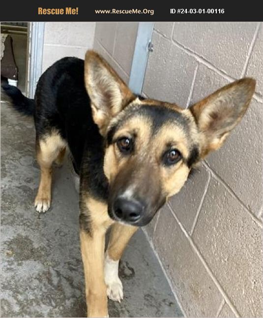 ADOPT 24030100116 German Shepherd Rescue Casa Grande AZ