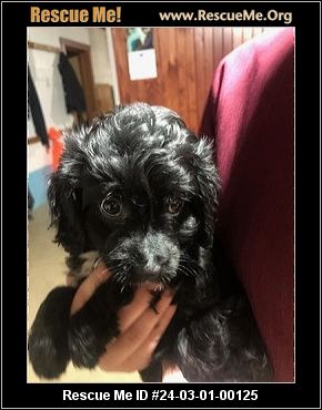 Toy poodles for 2025 adoption near me