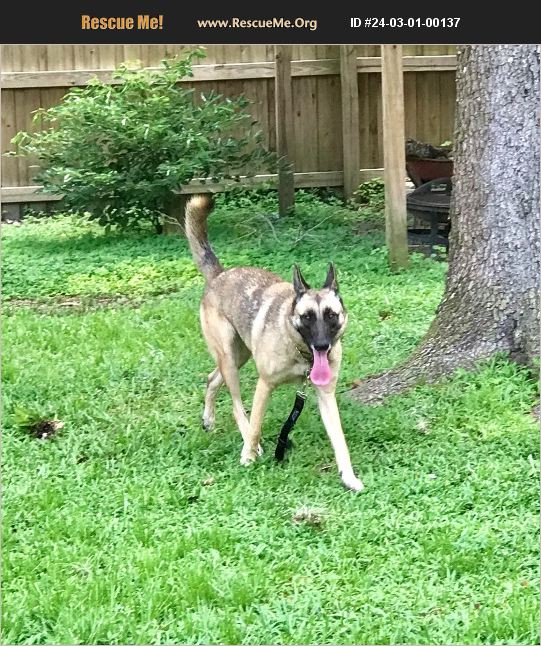 ADOPT 24030100137 Belgian Malinois Rescue Spring Hill, FL