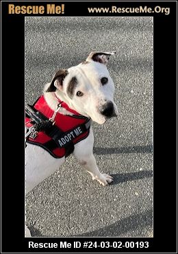 Staffordshire bull terrier 2024 rescue north east