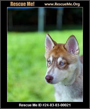 Washington husky rescue clearance
