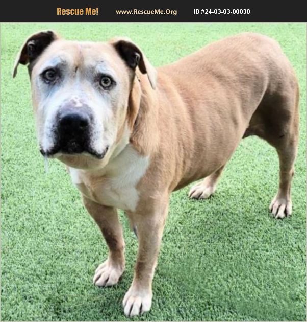 ADOPT 24030300030 American Bulldog Rescue Van Nuys, CA