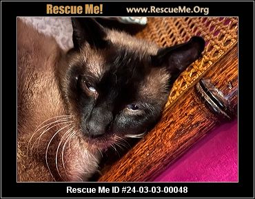 Siamese cat rescue north west 2025