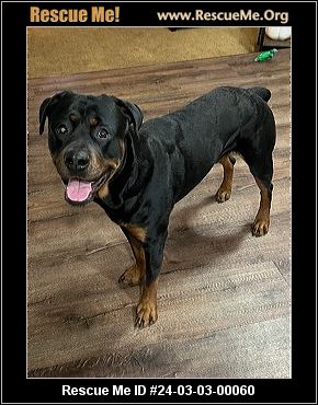 Rottweiler sales mix rescue